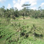 UBUD_6