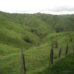 NZ_12