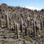 UYUNI_03