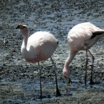 UYUNI_08