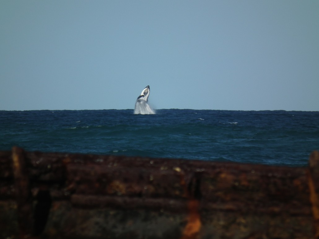 Fraser Island (26-09-2012 / 30-09-2012)