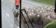 Schapen op de weg